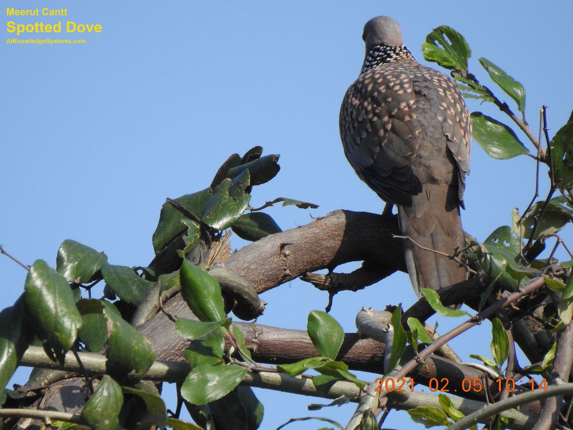 Dove Spotted (44) Coming Soon